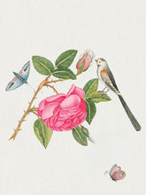 Load image into Gallery viewer, Flowers, Birds &amp; Butterflies Celebrations Boxed Notecards