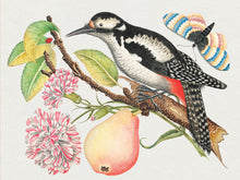 Load image into Gallery viewer, Flowers, Birds &amp; Butterflies Celebrations Boxed Notecards